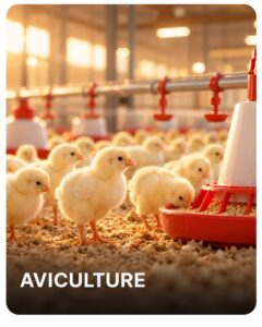 Aviculture